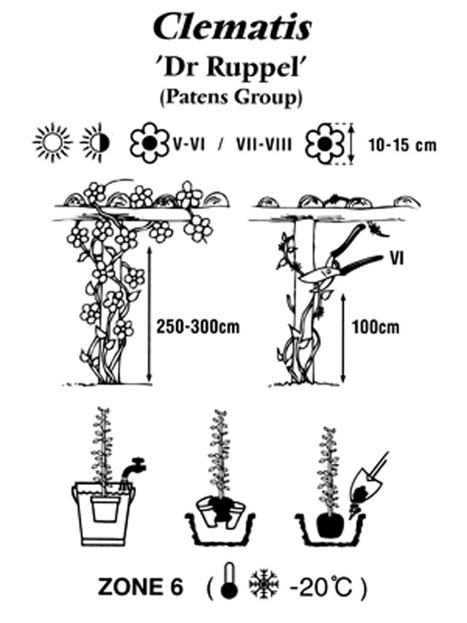 Pflanz- und Pflegeanleitung für die Clematis 'Dr. Ruppel'