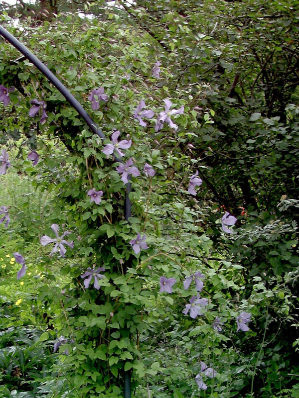 Clematis 'Prince Charles'