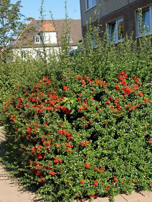 Hecke mit rotfruchtigem Feuerdorn