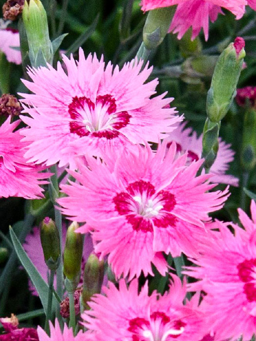 Dianthus gratianopolitanus syn. caesius 'Stäfa', Pfingstnelke, Grenobler Nelke, Felsennelke