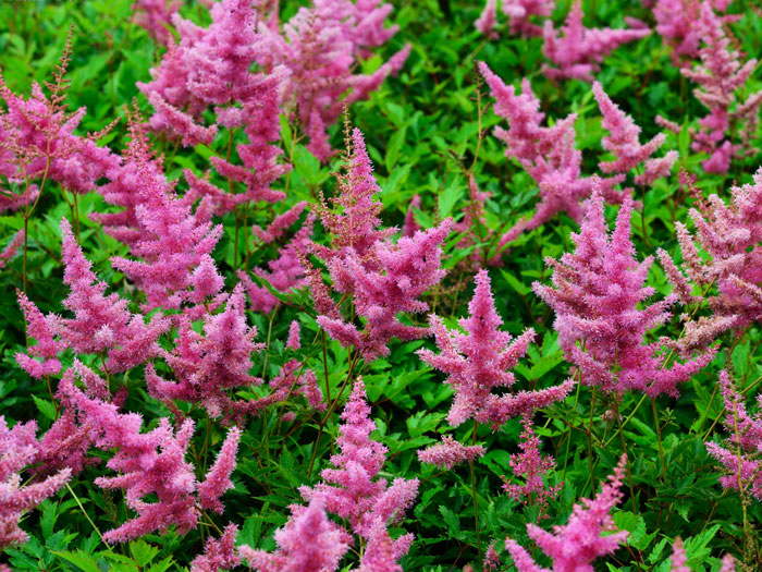 Blütenreichtum der Astilbe 'Anita Pfeifer'