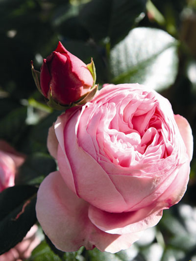 Blüte der Rose Giardina