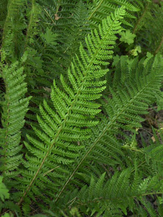 Polystichum aculeatum, Glanzschildfarn, dorniger Schildfarn, gelappter Schildfarn