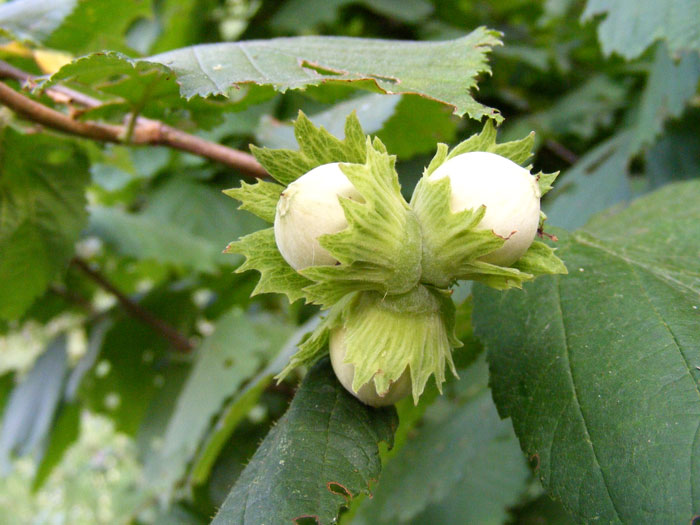 Corylus avellana, Haselnuss, Waldhasel