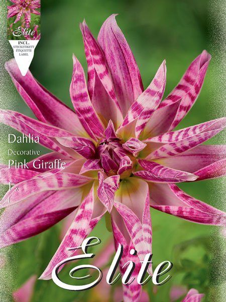 Orchideenblütige-Dahlie 'Pink Giraffe', Dahlia (Art.Nr. 520659)