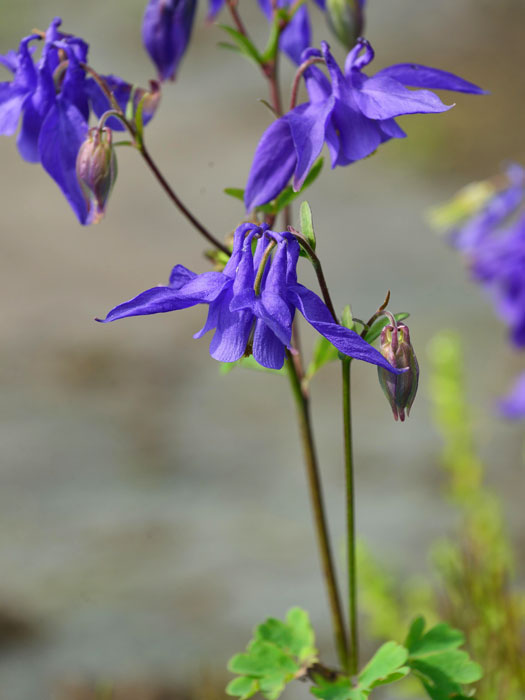 Aquilegia alpina (M), Alpen-Akelei