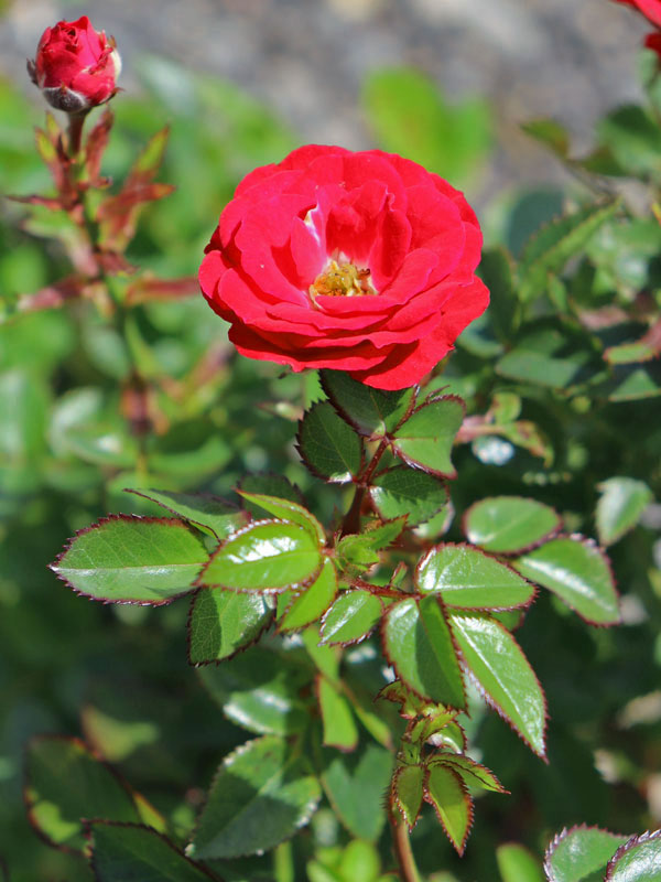 Rose Mandy ® - Kordes