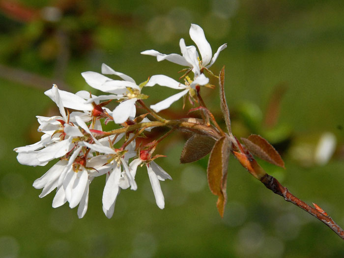 Schneeweiße Blüte an Triebspitze