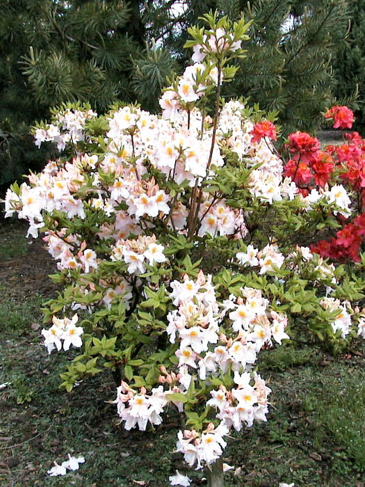 Rhododendron luteum 'Möwe', sommergrüne japanische Gartenazalee