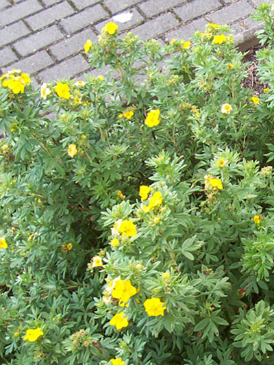 Potentilla fruticosa, Fünffingerstrauch