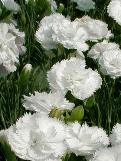 Dianthus plumarius 'Haytor White', weiße Federnelke