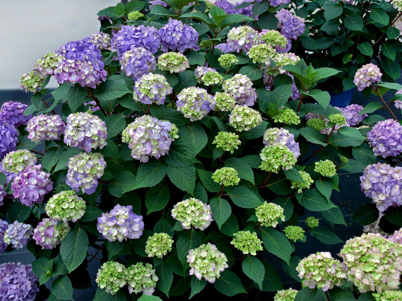 Hydrangea macrophylla 'Endless Summer BloomStar'®