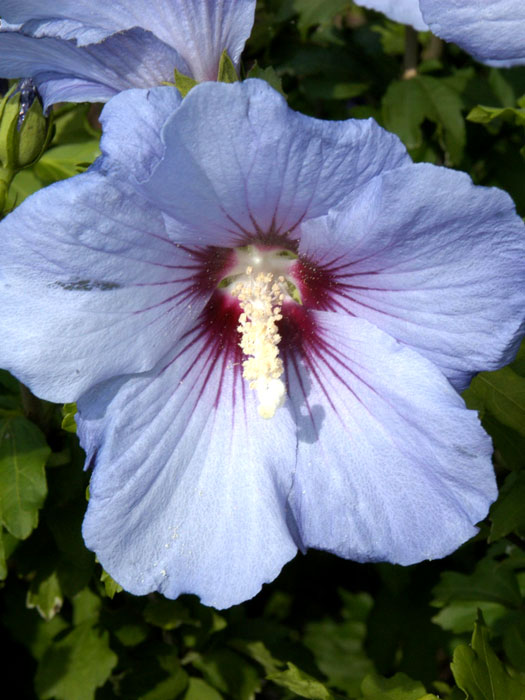 Hibiskus Blüte Ardens