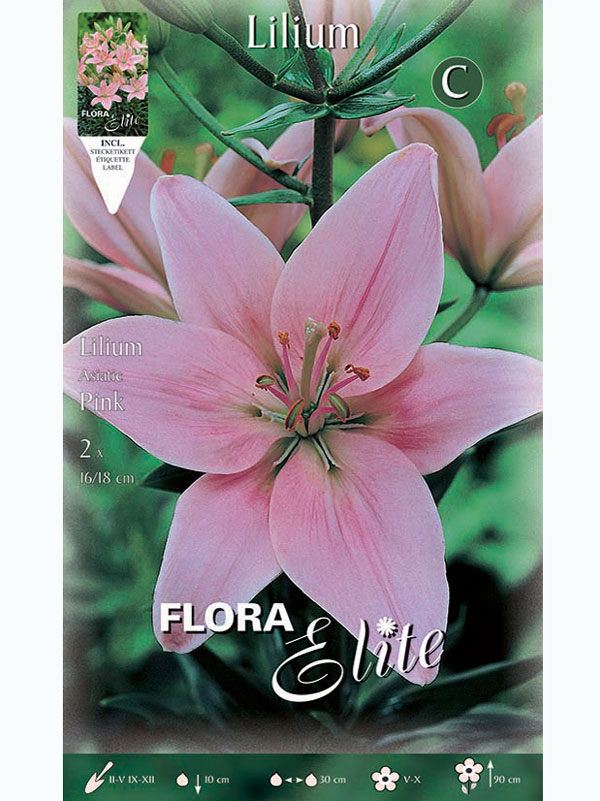 Asiatische Lilien-Hybride 'Pink', Lilium (Art.Nr. 5216680)