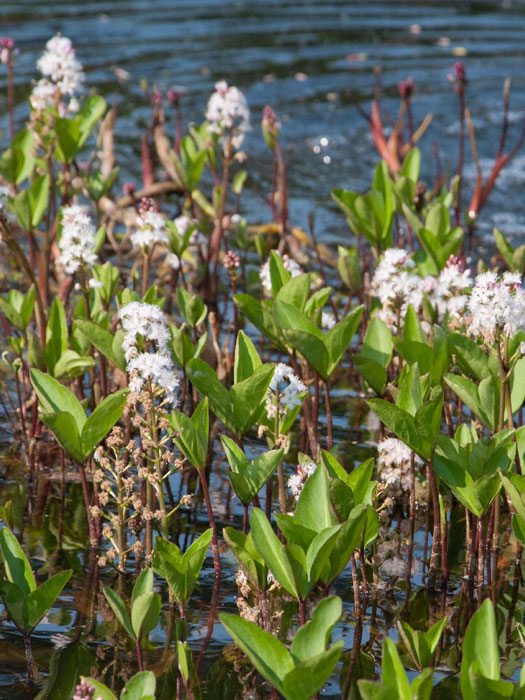 Menyanthes trifoliata, Fiberklee, Bitterklee