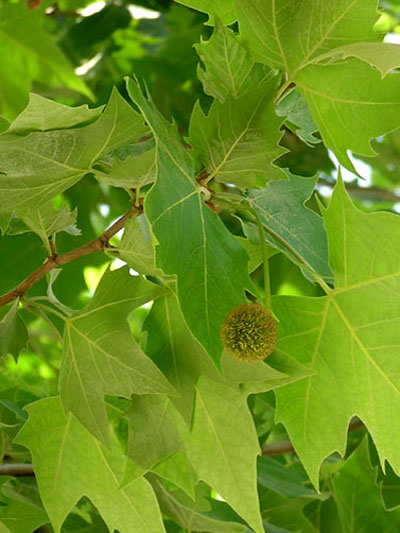 Platanus hispanica 'Alphens Globe',  Kugelplatane - Hochstamm