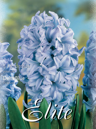 Hyazinthe 'Delft Blue' (Art.Nr. 595008)