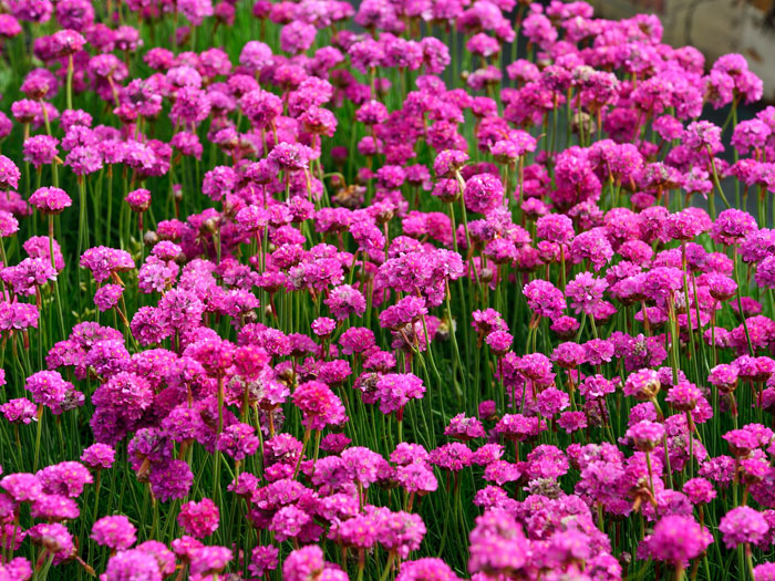 Armeria maritima 'Splendens' (M), Grasnelke, Strandgrasnelke