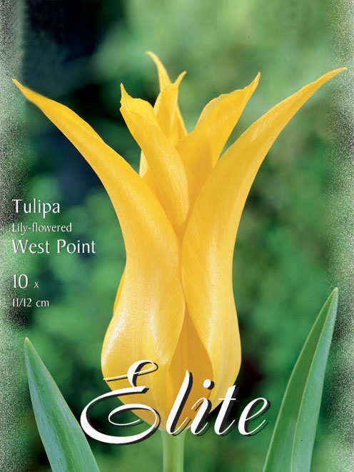 Lilienblütige Tulpe 'Westpoint' (Art.Nr. 595478)