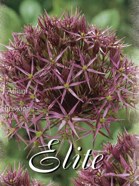 Allium 'Christophii' (Art.Nr. 596304)