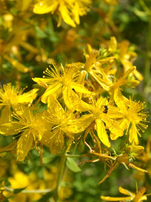 Die gelbe Blüte des Johanniskrauts