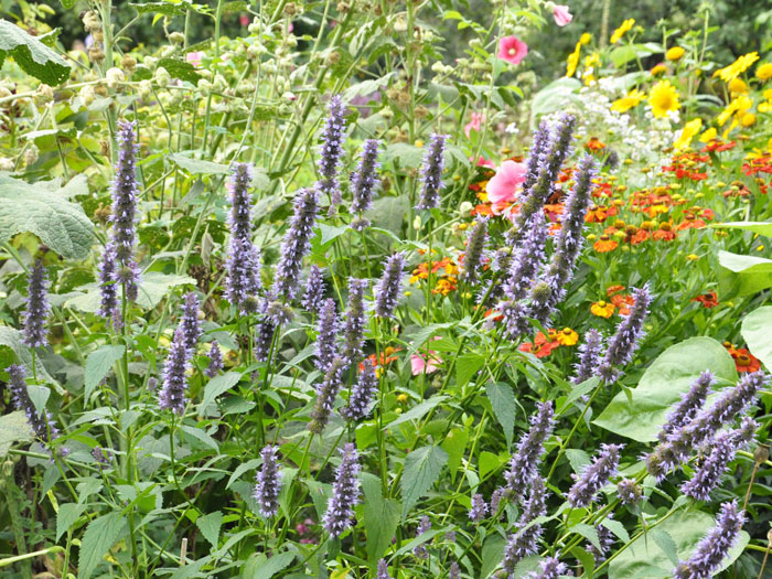 Agastache rugosa 'Black Adder'®  (M), asiatische Duftnessel 'Black Adder'