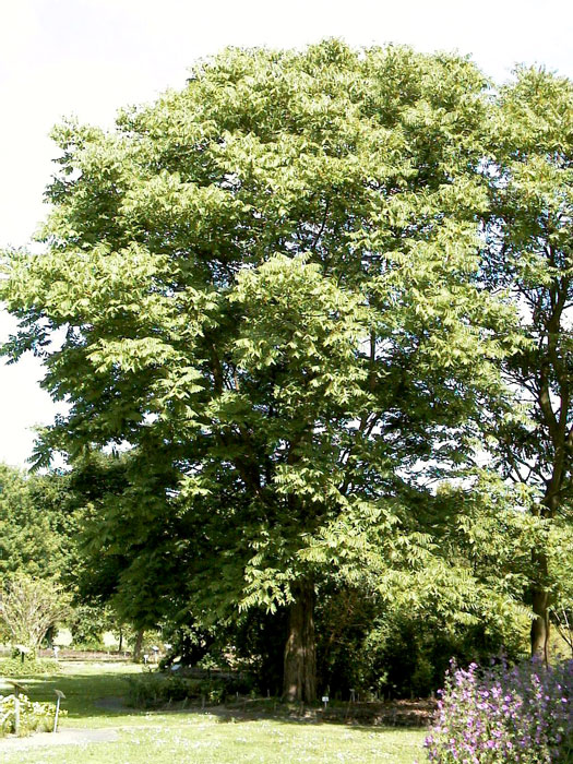 Chinesischer Gemüsebaum 'Toona sinensis'