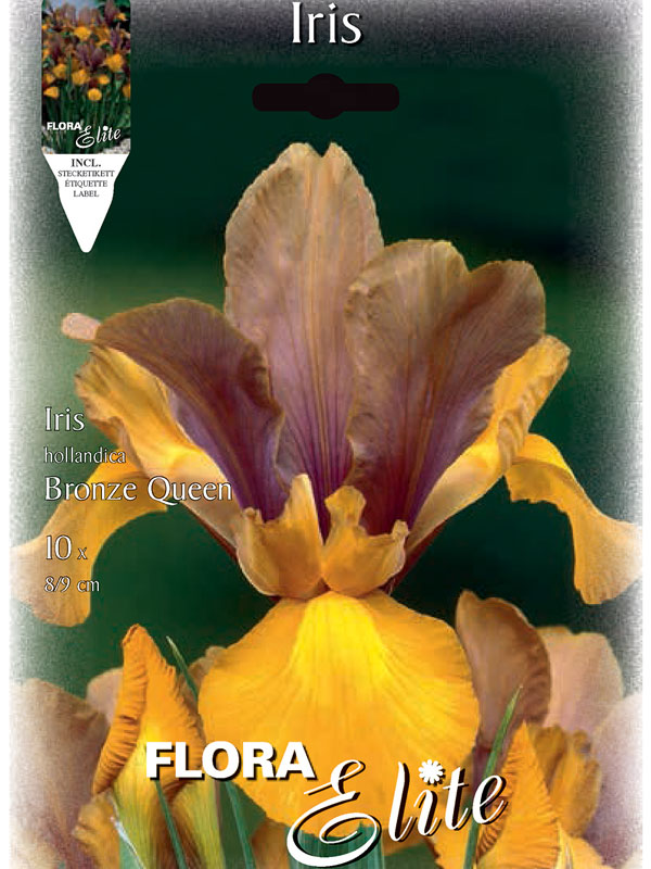 Iris Bronze Queen