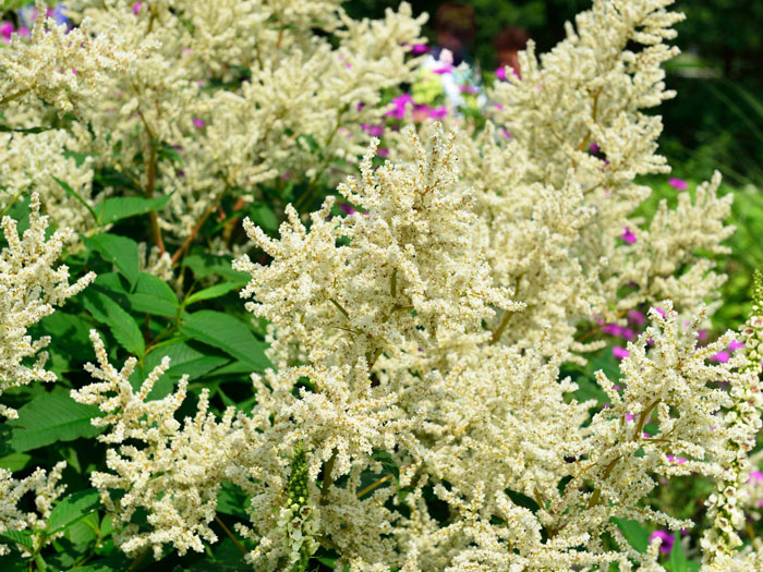 Persicaria x cultorum 'Johanniswolke', Staudenknöterich, Alpenknöterich