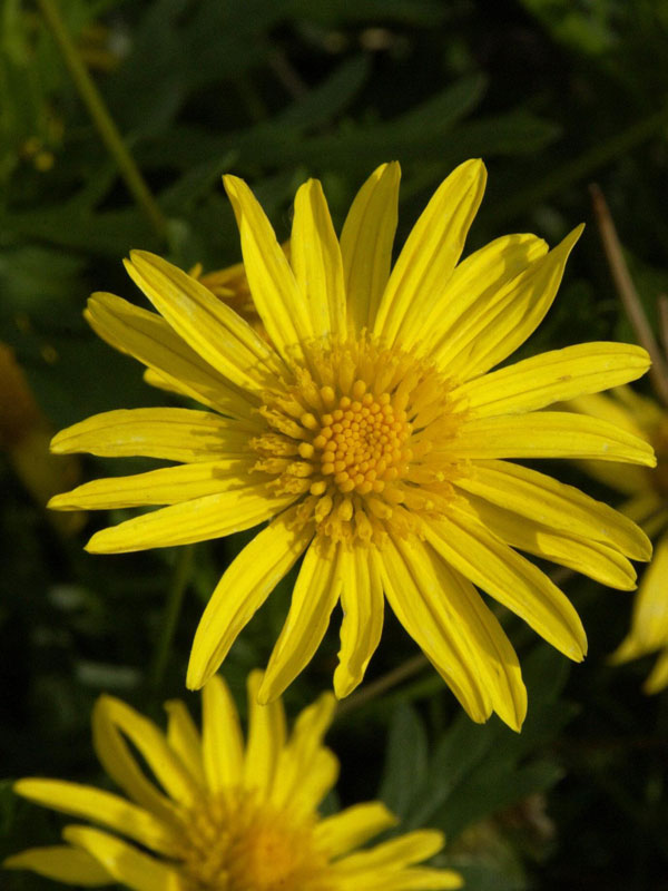 Euryops Hybride - gelbe Strauchmargerite