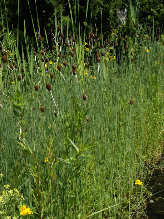 Typha minima, Zwergrohrkolben