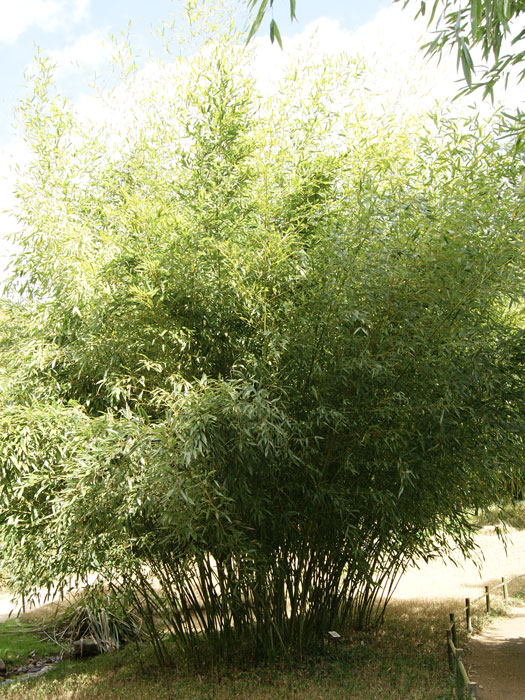 Phyllostachys bissetii, Bisset-Bambus