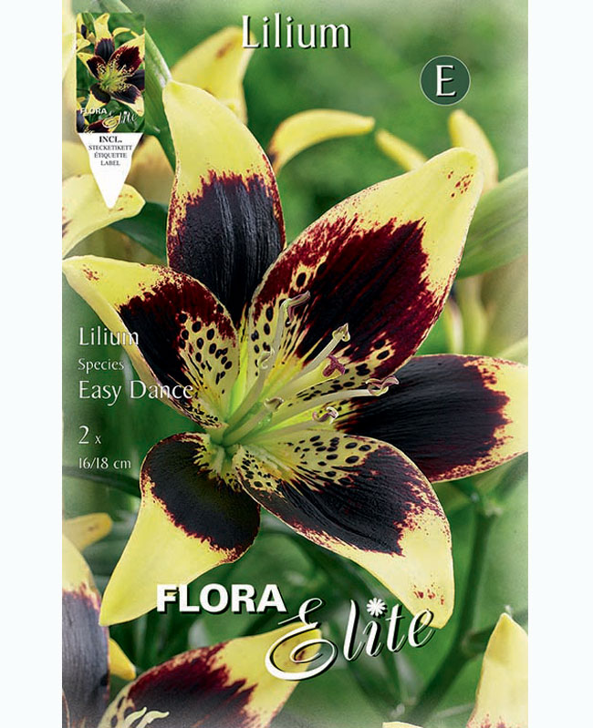 Asiatische Lilie, Lilium 'Easy Dance' (Art.Nr. 5970120)