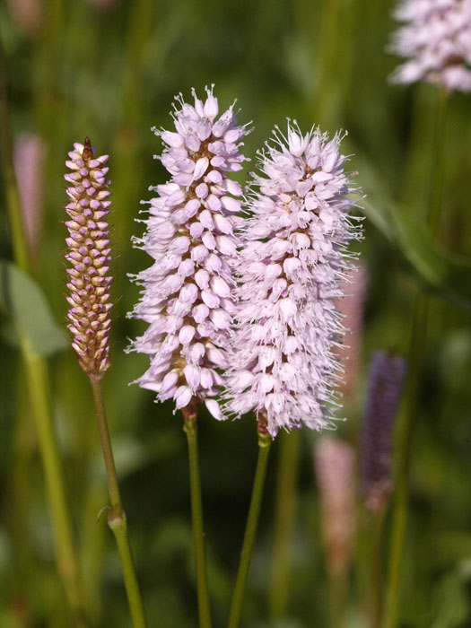 Bistorta (syn. Polygonum) officinalis 'Superbum' (syn. auch Persicaria), Schlangenknöterich, Wiesenknöterich, Gartenknöterich