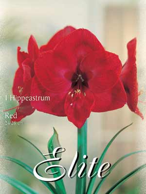 Amaryllis rot, Hippeastrum (Art.Nr. 596368)