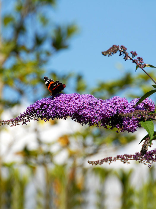 Schmetterling auf der Blüte des Sommerflieders