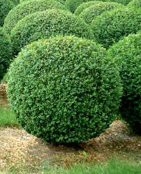 Buchsbaum-Kugel, Buxus