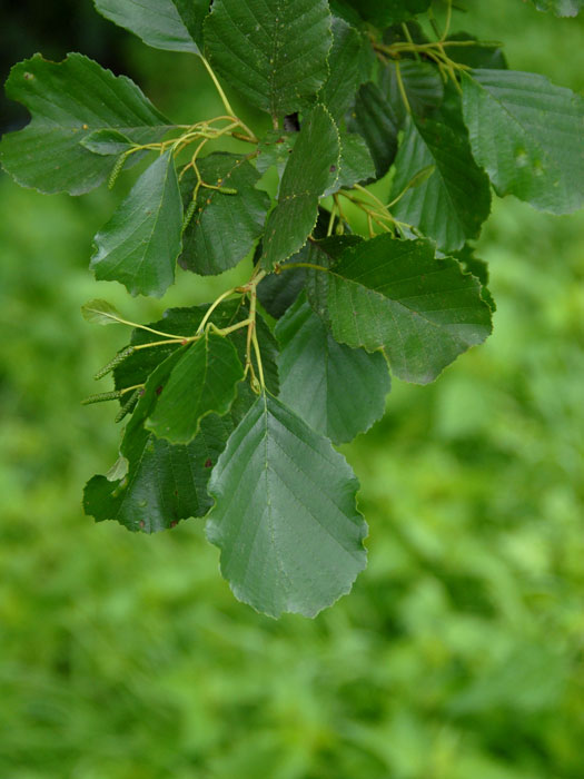 Alnus glutinosa, Schwarz-Erle, Rot-Erle