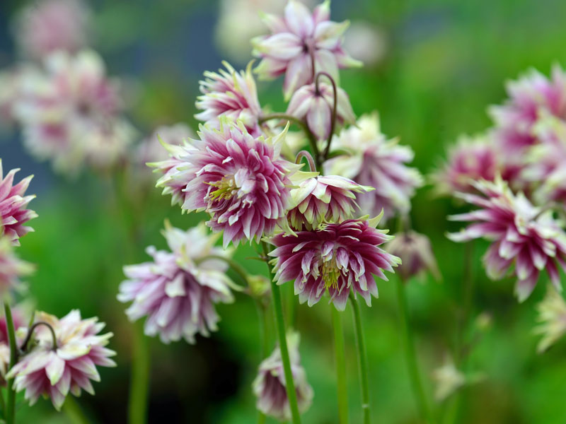 Aquilegia x cultorum 'Nora Barlow', Gefüllte Akelei