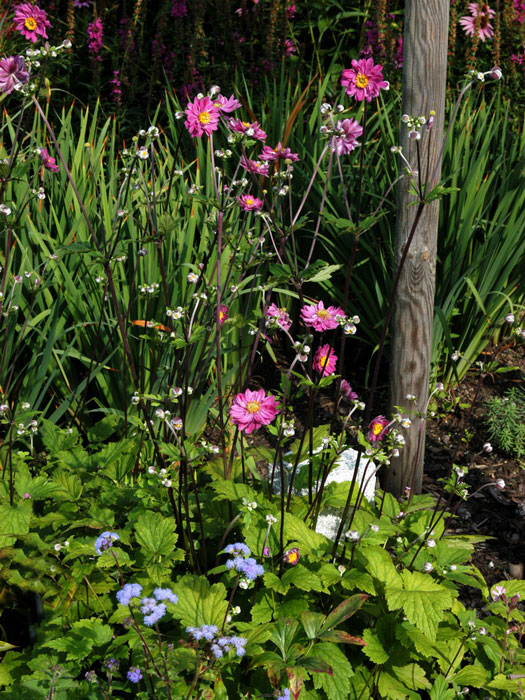 Die Anemone 'Pamina' in Kombiantion mit Gräsern