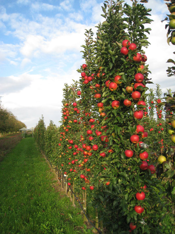 Säulenapfel 'Jucunda' ®