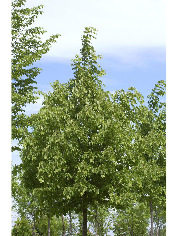 Tilia cordata 'Greenspire', Winterlinde - Hochstamm