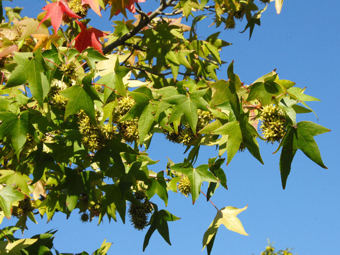 Amberbaum Blatt