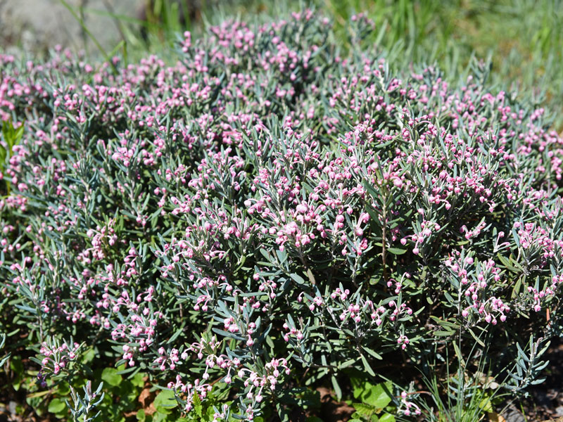 Andromeda polifolia 'Blue Ice', Lavendelheide