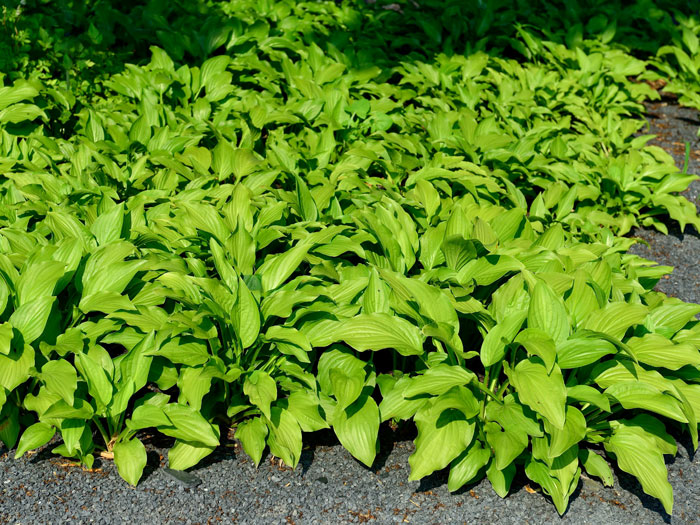 Hosta plantaginea 'Royal Standard', Lilien-Funkie, Herzblatt-Lilie