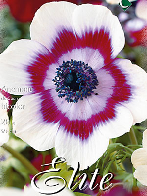 Anemone De Caen 'Bicolor' (Art.Nr. 596413)