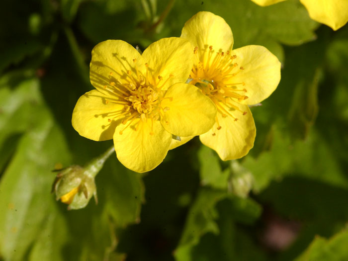 Golderdbeere Blüte