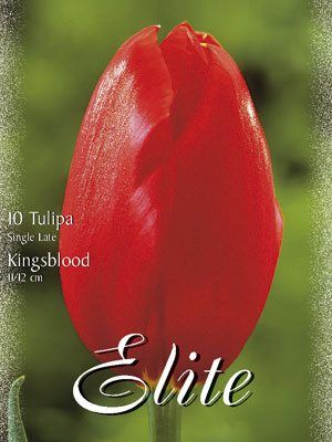 Einfache späte Tulpe 'Kingsblood' (Art.Nr. 595348)