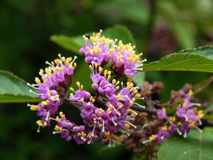 Blüte der Schönfrucht