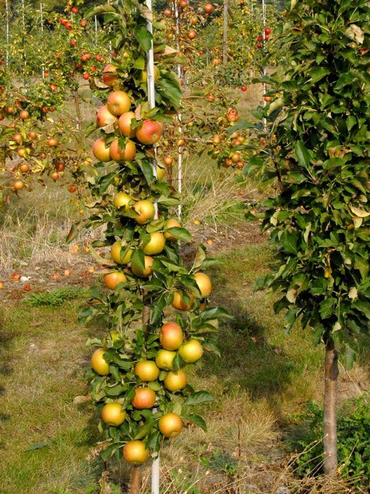 Säulenapfel 'Rondo' ®, Malus domestica 'Rondo'